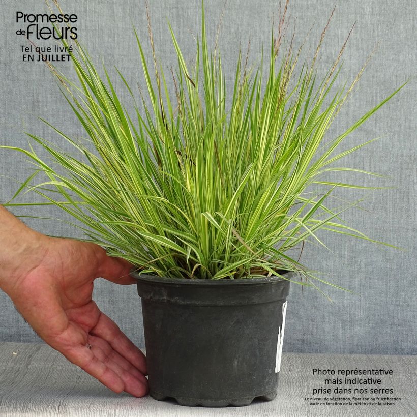 Esimerkki kesällä toimitetusta Pikkusiniheinä Variegata Pot de 2L/3L-taimesta