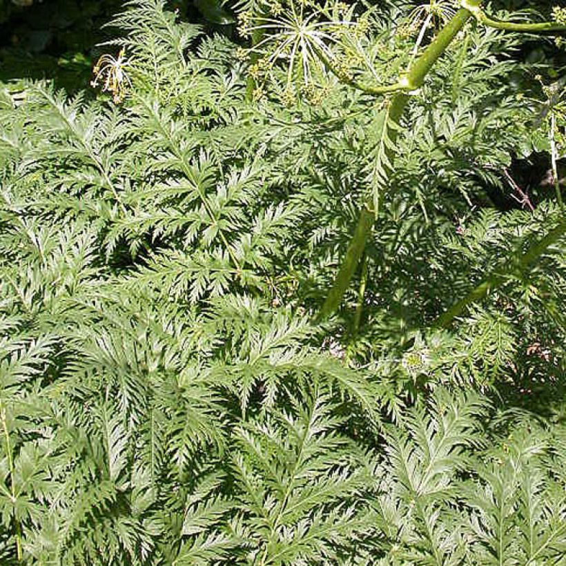 Vuorikirveli - Molopospermum peloponnesiacum (Foliage)