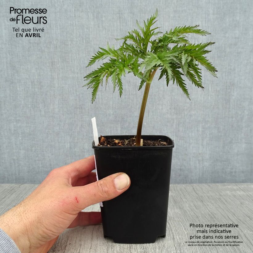 Example of Vuorikirveli - Molopospermum peloponnesiacum Godet de 8/9 cm as you get in printemps