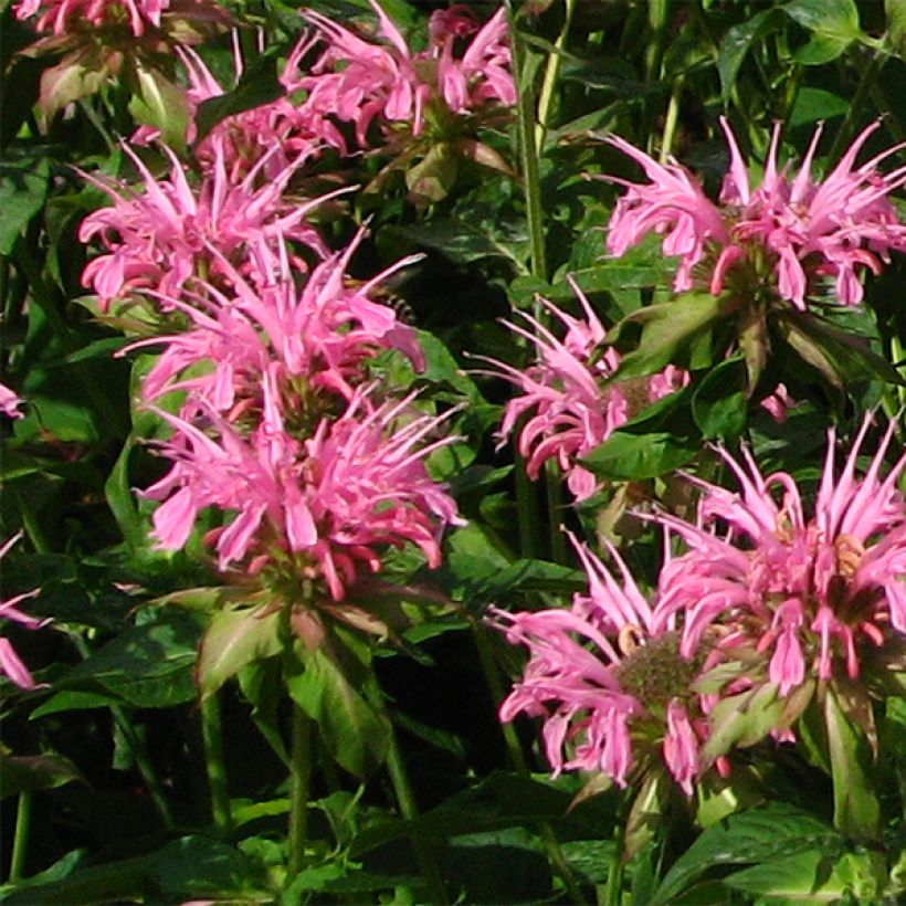 Punaväriminttu Croftway Pink (Kukinta)