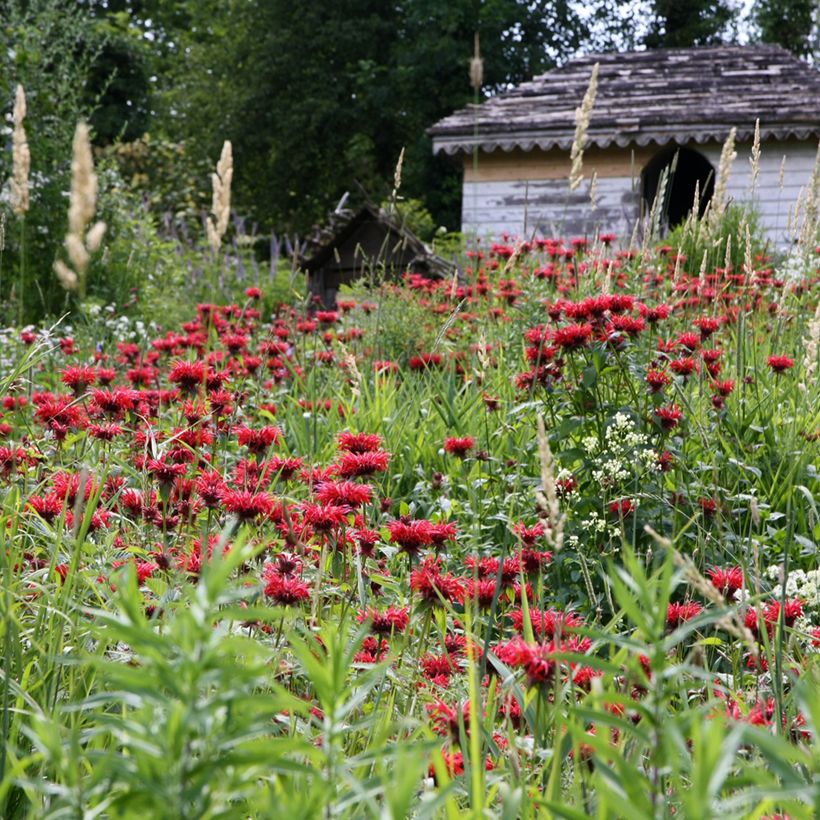 Punaväriminttu Gardenview Scarlet (Kasvutapa)