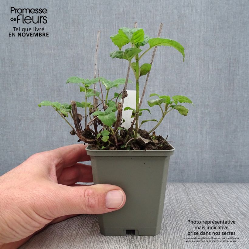 Esimerkki syksyllä toimitetusta Punaväriminttu Gardenview Scarlet 8/9 cm taimiruukku-taimesta