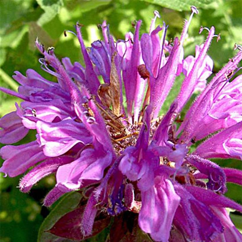 Preeriaväriminttu Tetraploid (Kukinta)