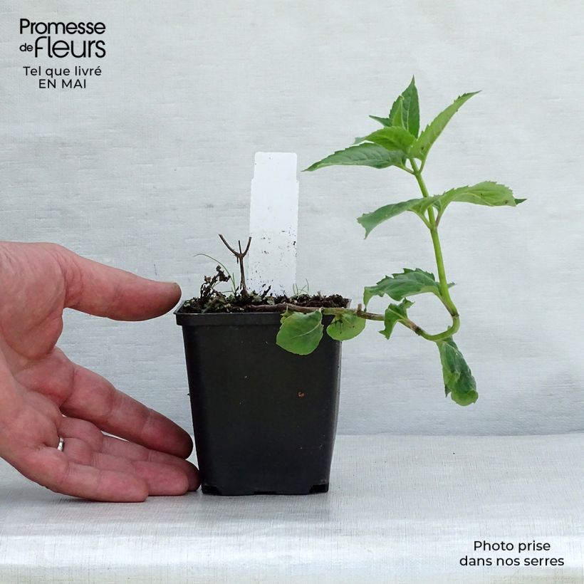 Esimerkki keväällä toimitetusta Preeriaväriminttu Tetraploid Taimiruukku 8/9 cm-taimesta