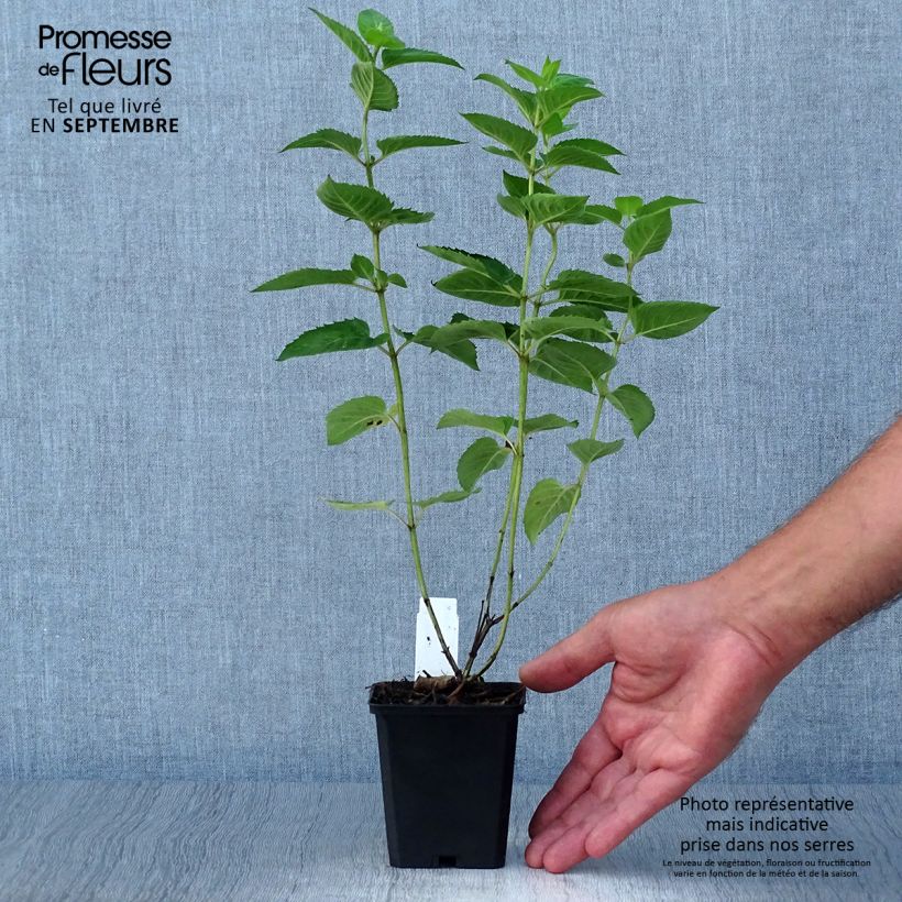 Esimerkki syksyllä toimitetusta Preeriaväriminttu Tetraploid 8/9 cm taimiruukku-taimesta