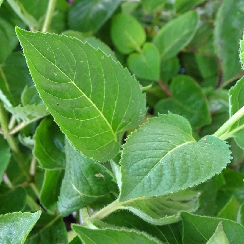 Preeriaväriminttu Tetraploid (Lehvistö)
