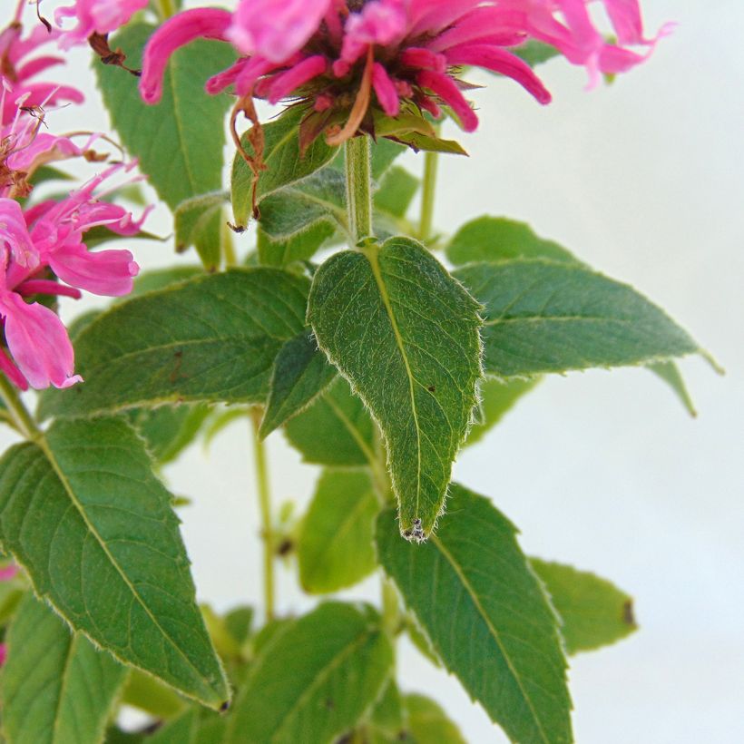 Punaväriminttu Cranberry Lace (Lehvistö)