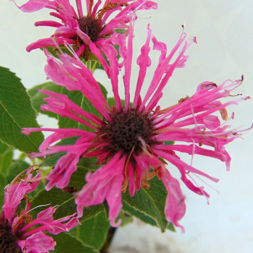 Punaväriminttu Cranberry Lace (Kukinta)