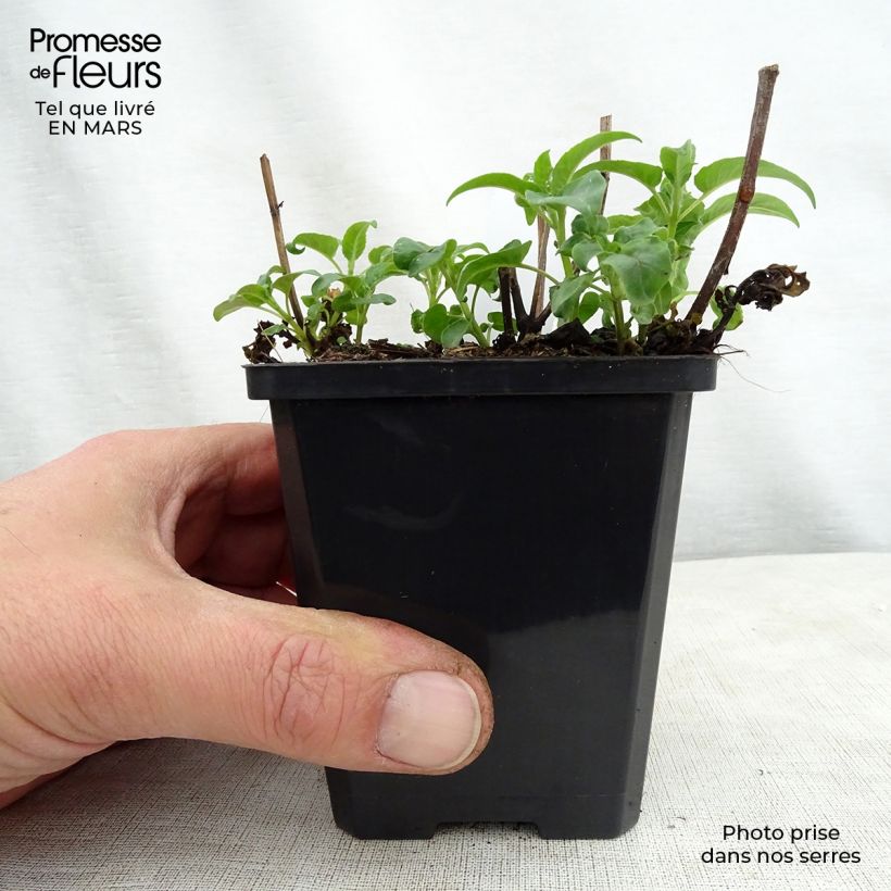 Esimerkki keväällä toimitetusta Punaväriminttu Dancing Bird Godet de 8/9 cm-taimesta