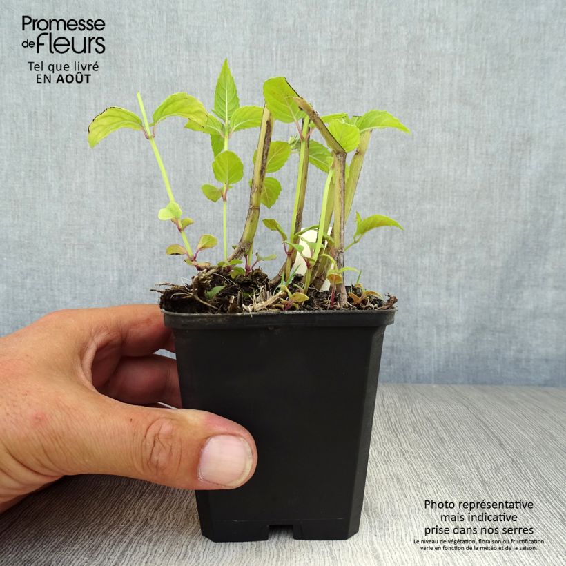 Esimerkki kesällä toimitetusta Punaväriminttu Jacob Cline Godet de 8/9 cm-taimesta