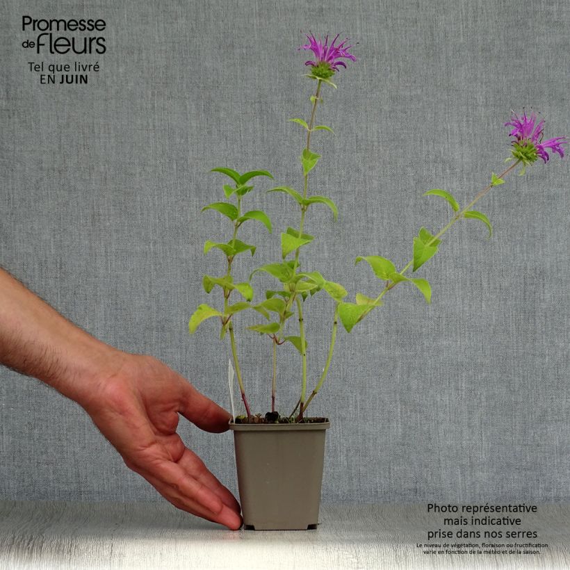Esimerkki kesällä toimitetusta Punaväriminttu Prärienacht Godet de 8/9 cm-taimesta