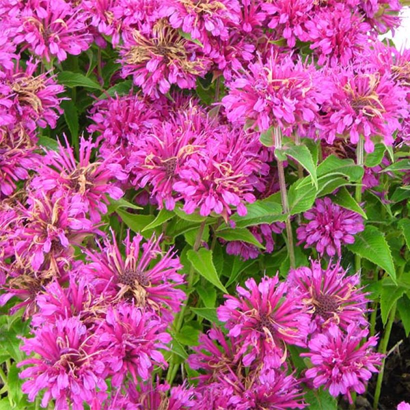 Punaväriminttu Purple Lace (Kukinta)
