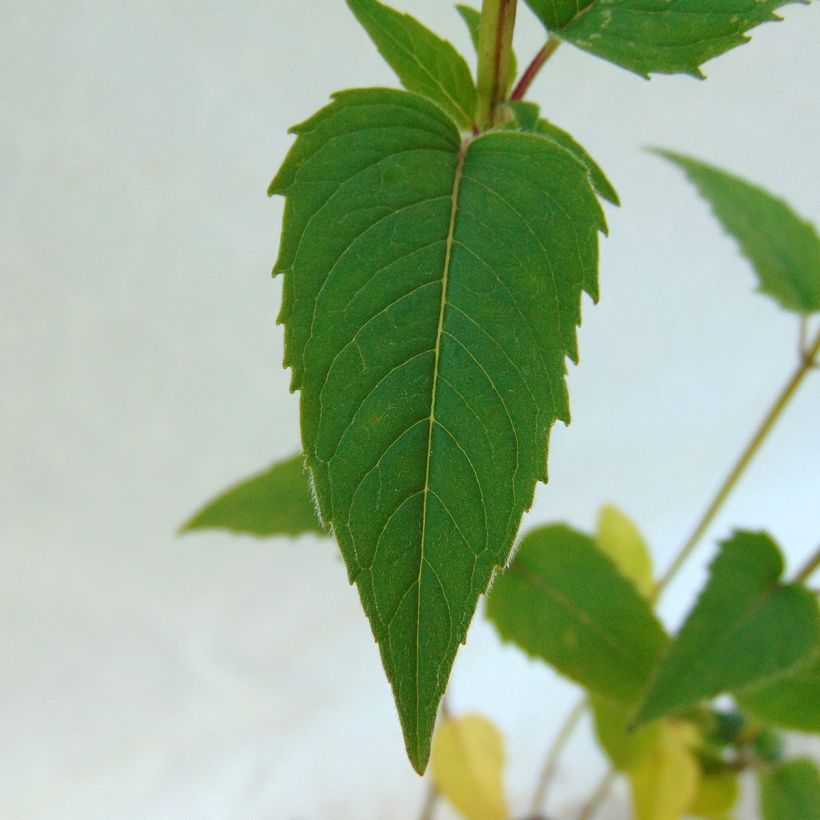 Väriminttu - Monarda fistulosa subsp.menthifolia (Lehvistö)