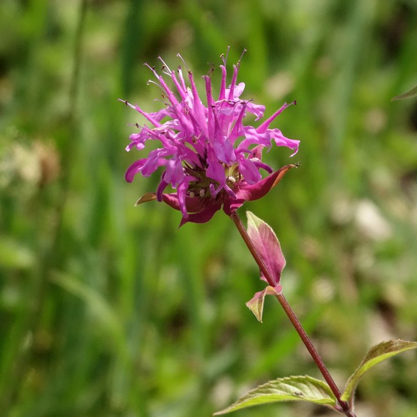 Väriminttu - Monarda fistulosa subsp.menthifolia (Kukinta)