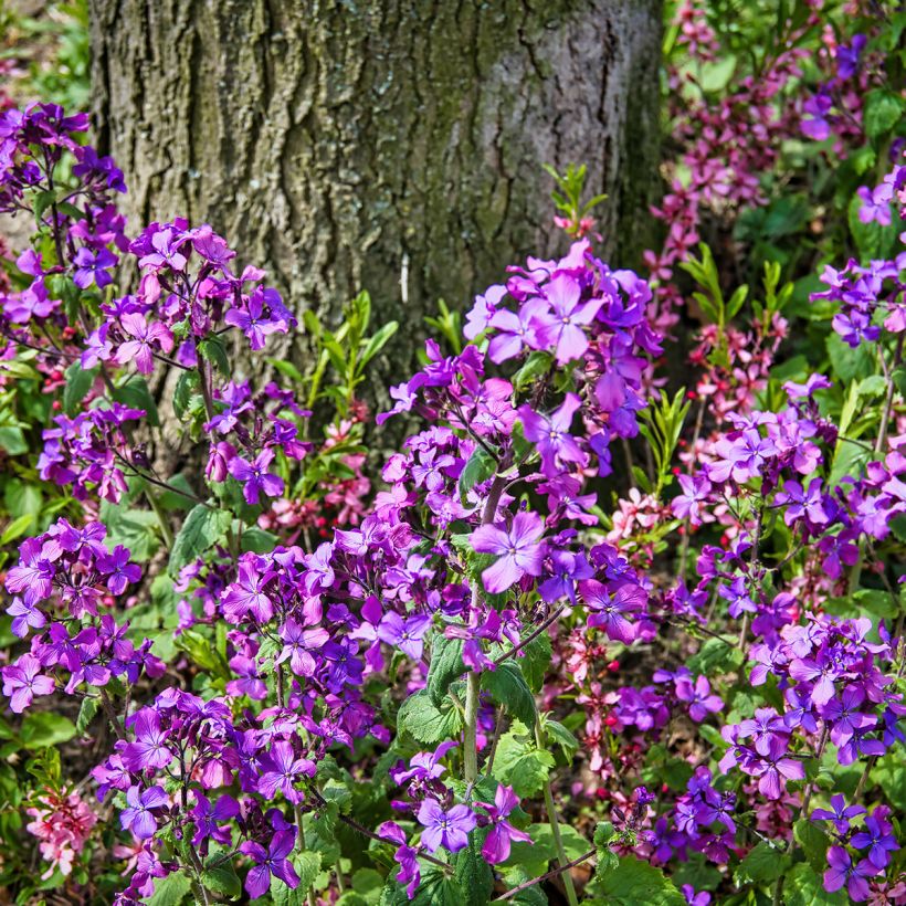 Kesäkuuruoho - Lunaria annua (Kasvutapa)