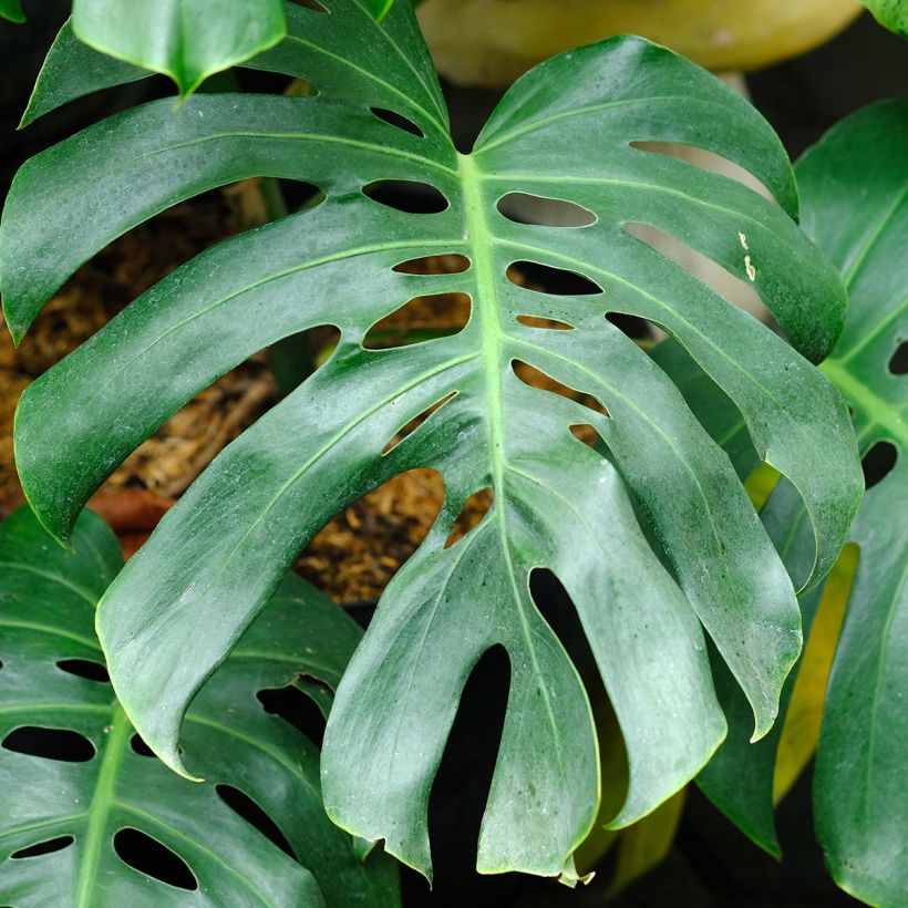 Jättipeikonlehti - Monstera deliciosa (Lehvistö)