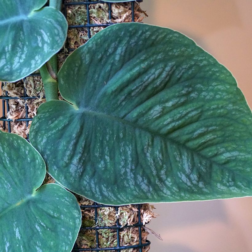 Peikonlehti - Monstera dubia (Lehvistö)
