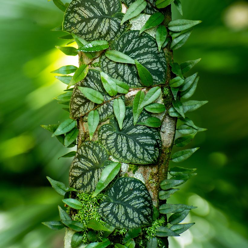 Peikonlehti - Monstera dubia (Kasvutapa)