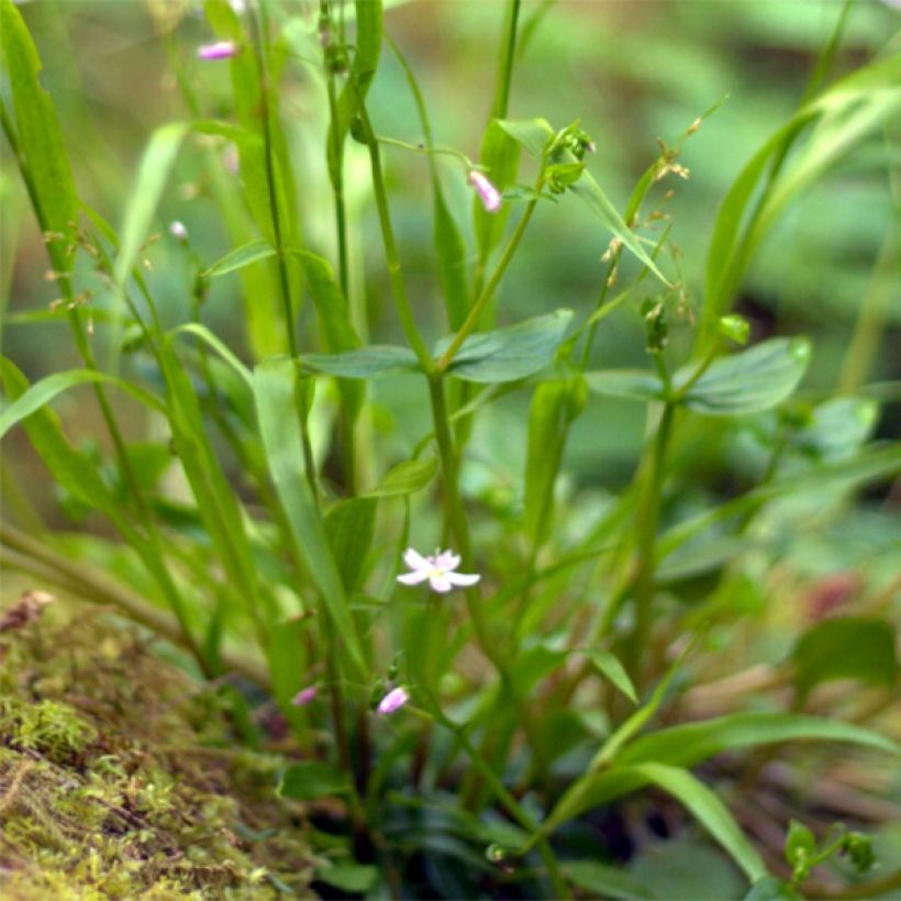 Alaskankleitonia - Claytonia sibirica (Lehvistö)