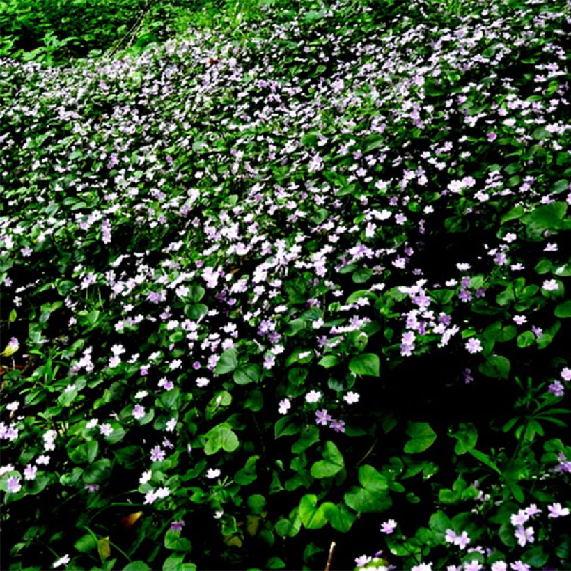 Alaskankleitonia - Claytonia sibirica (Kukinta)