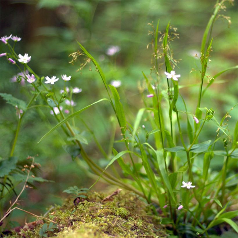 Alaskankleitonia - Claytonia sibirica (Kasvutapa)