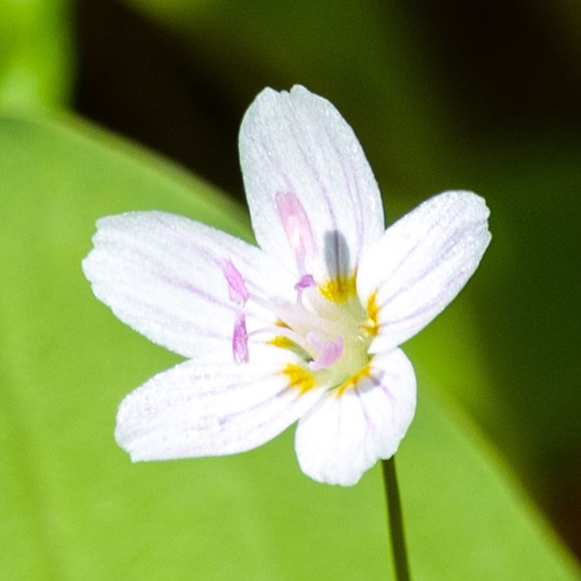Alaskankleitonia Alba (Kukinta)