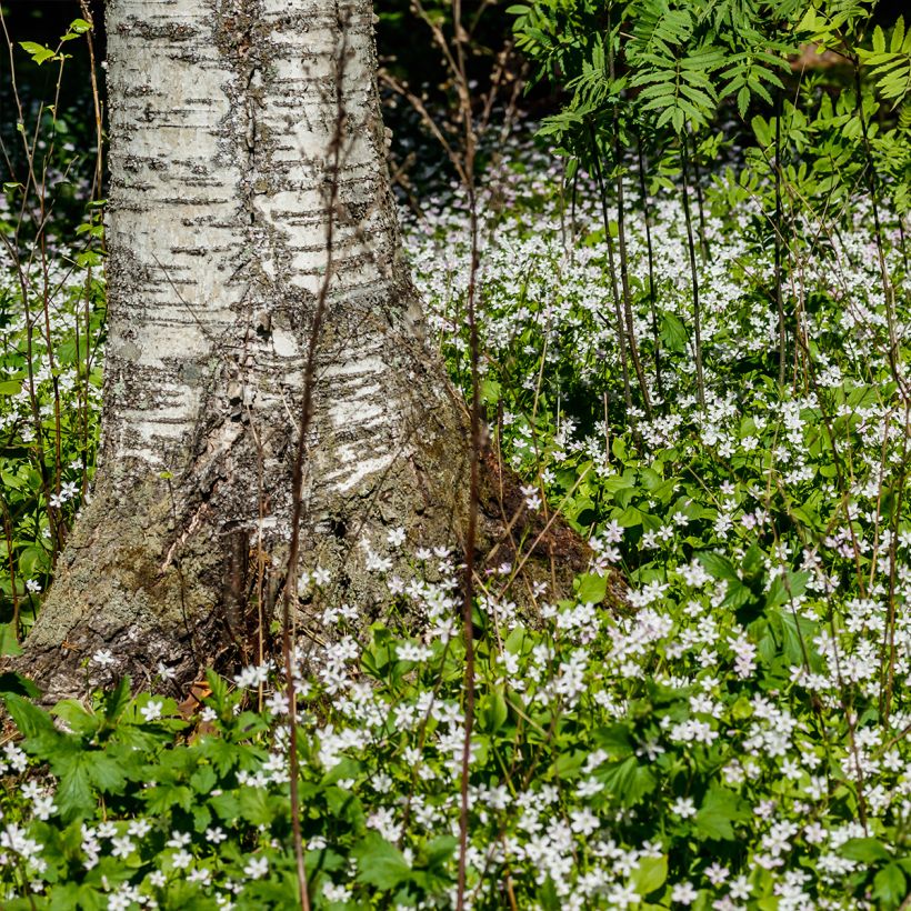 Alaskankleitonia Alba (Kasvutapa)