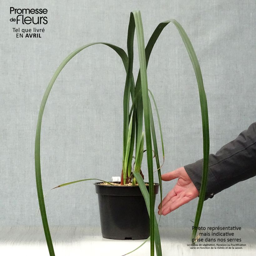 Esimerkki keväällä toimitetusta Moraea huttonii Pot de 4L/5L-taimesta
