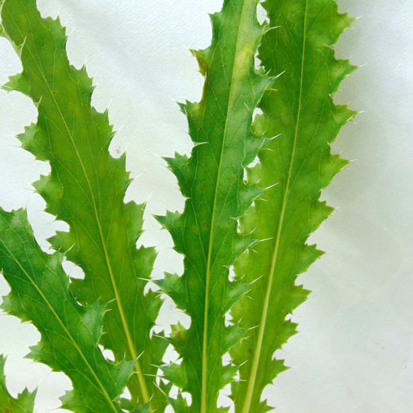 Morina longifolia (Lehvistö)