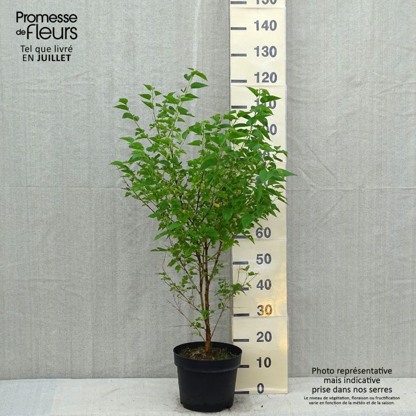 Esimerkki kesällä toimitetusta Valkomulperi - Morus alba Ruukku 7,5L / 10L-taimesta