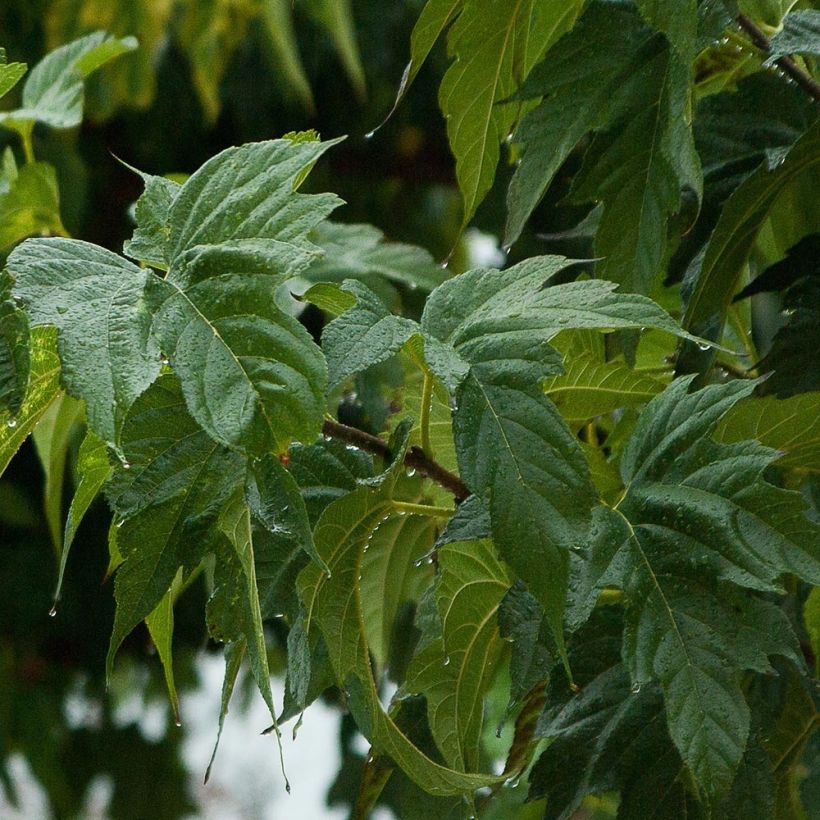 Valkomulperi Fruitless (Lehvistö)