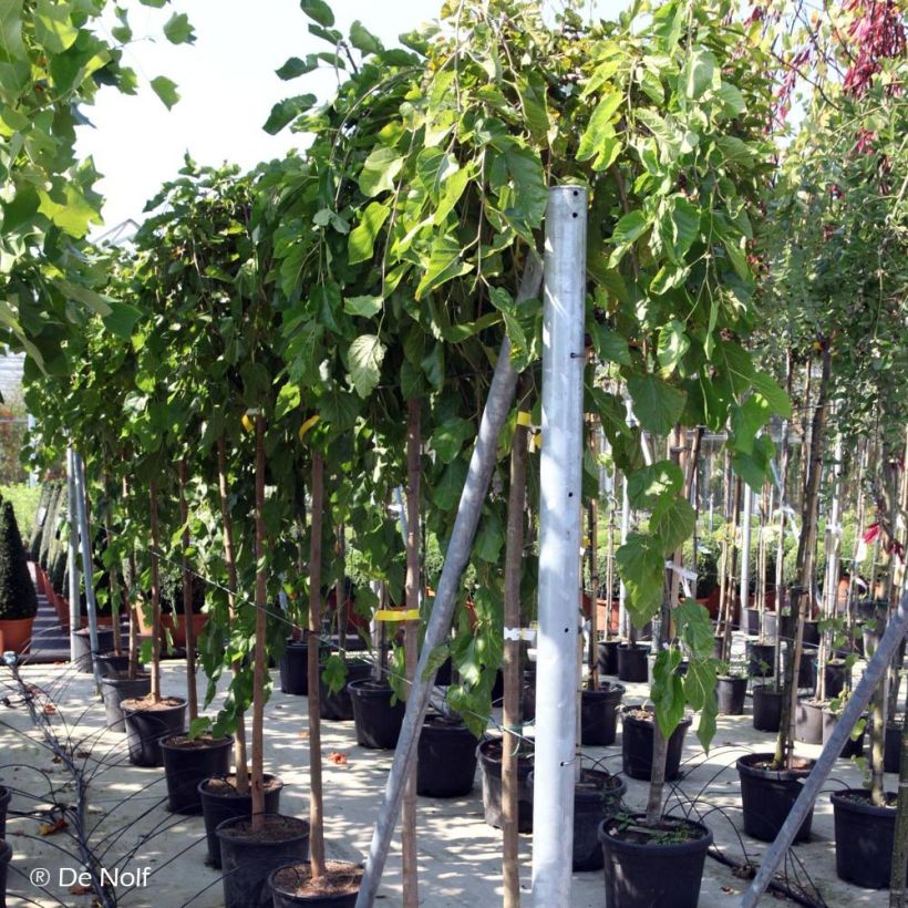 Valkomulperi Pendula (Kasvutapa)
