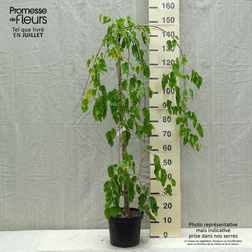 Esimerkki kesällä toimitetusta Valkomulperi Pendula Pot de 7,5L/10L, Tige-taimesta