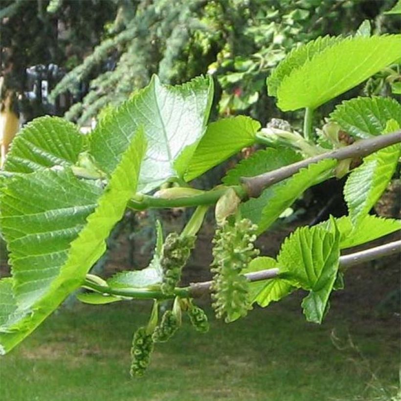 Mustamulperi - Morus nigra (Lehvistö)