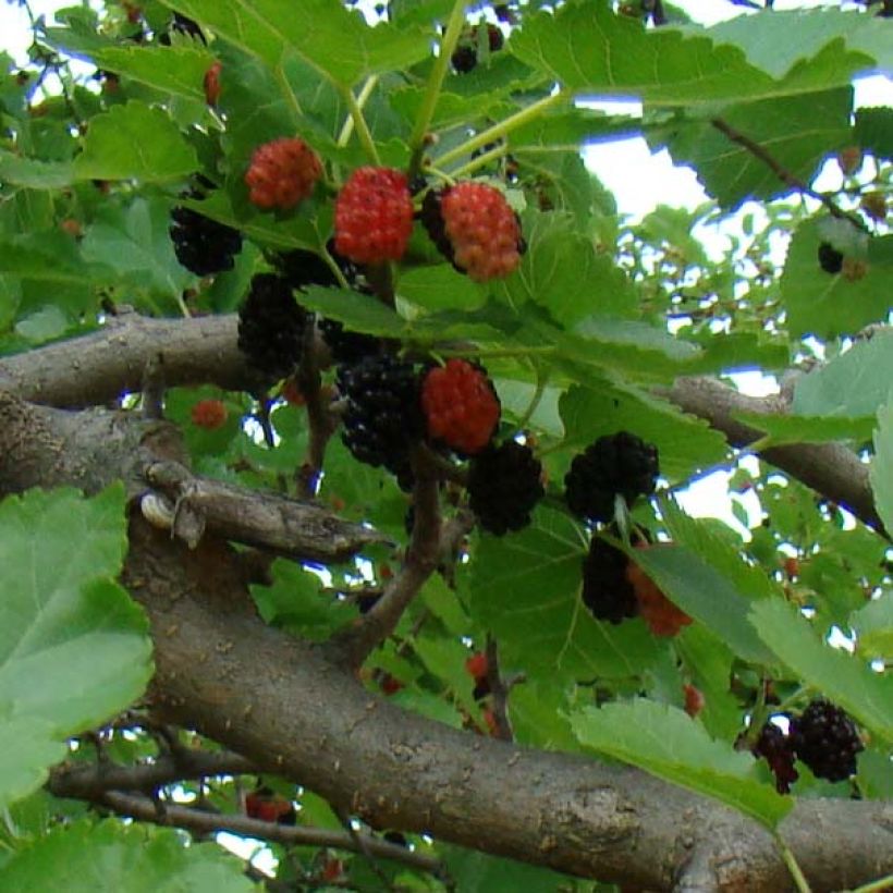 Mustamulperi - Morus nigra (Sadonkorjuu)