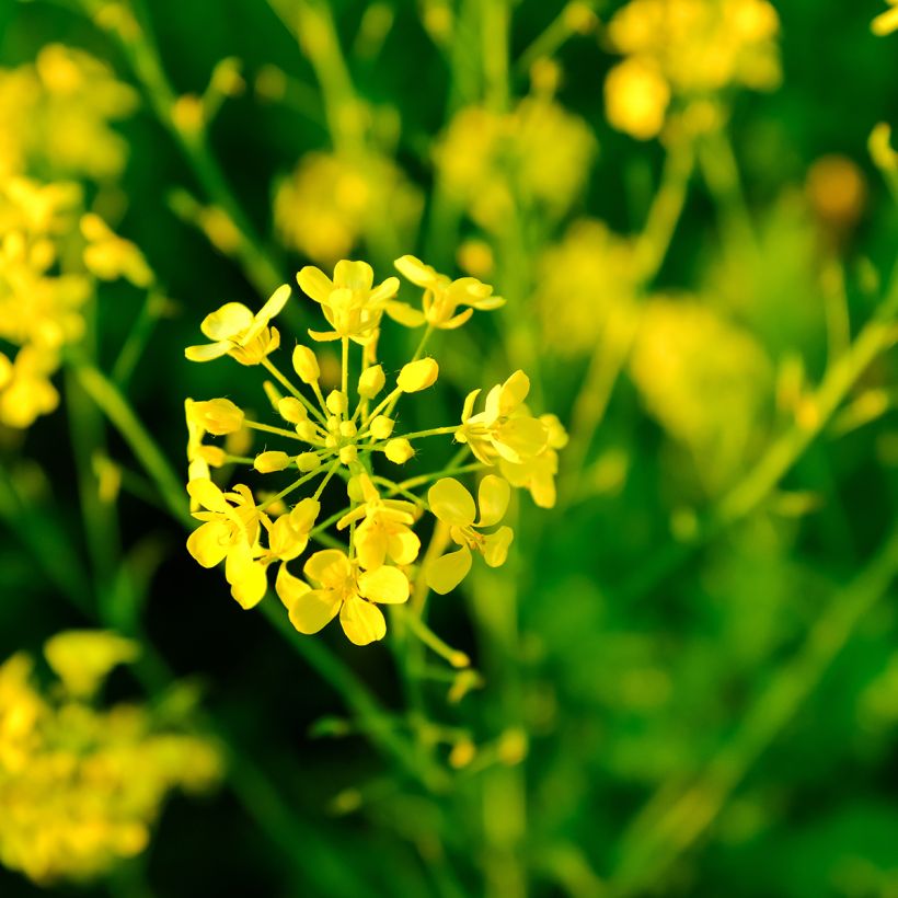 Keltasinappi - Sinapis alba (Kukinta)