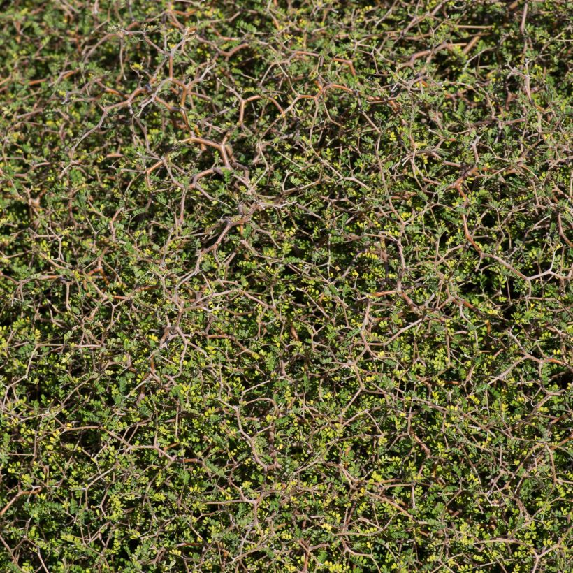 Muehlenbeckia astonii (Lehvistö)