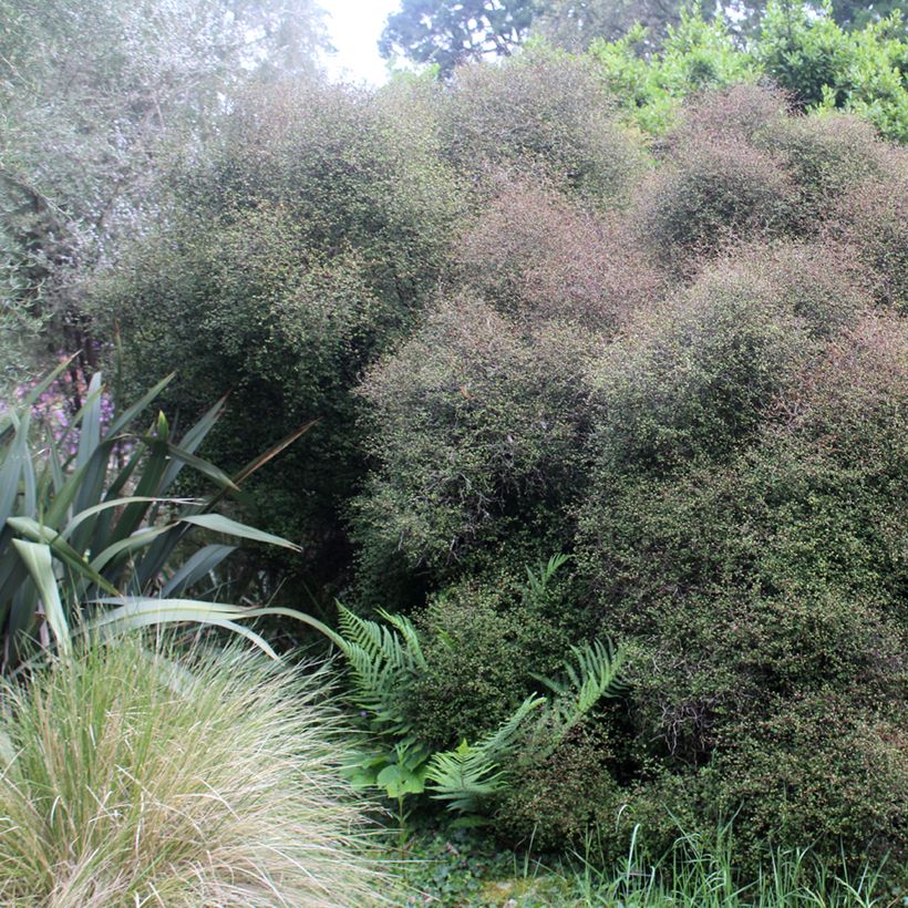 Muehlenbeckia astonii (Kasvutapa)