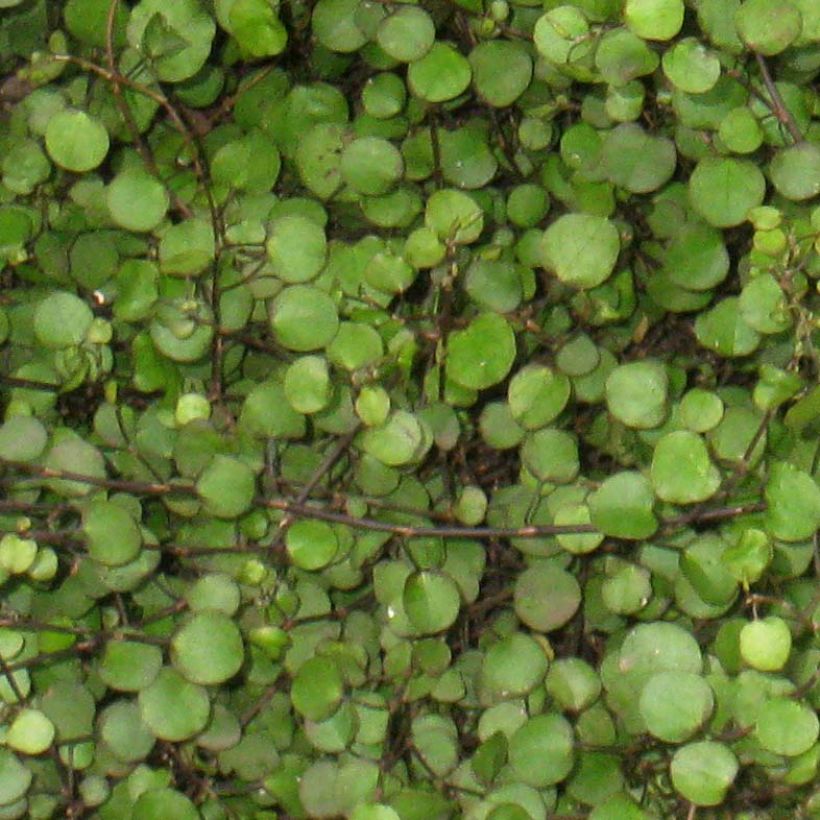 Muehlenbeckia axillaris (Lehvistö)