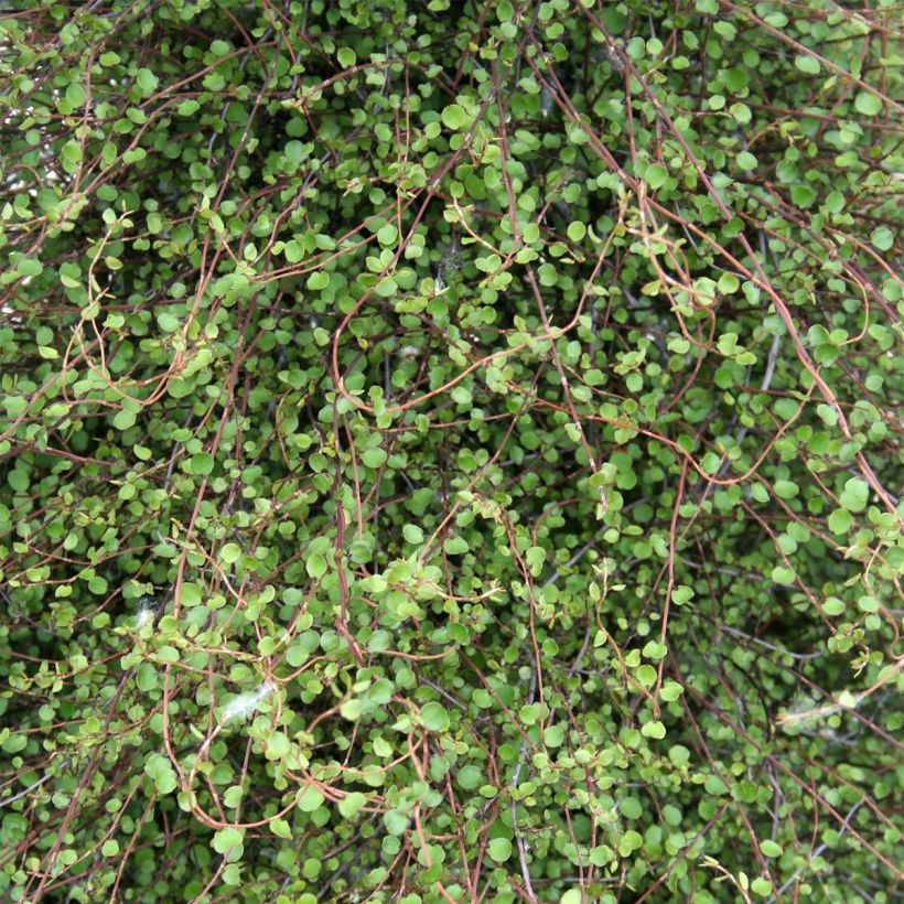 Kietolankaköynnös - Muehlenbeckia complexa (Lehvistö)