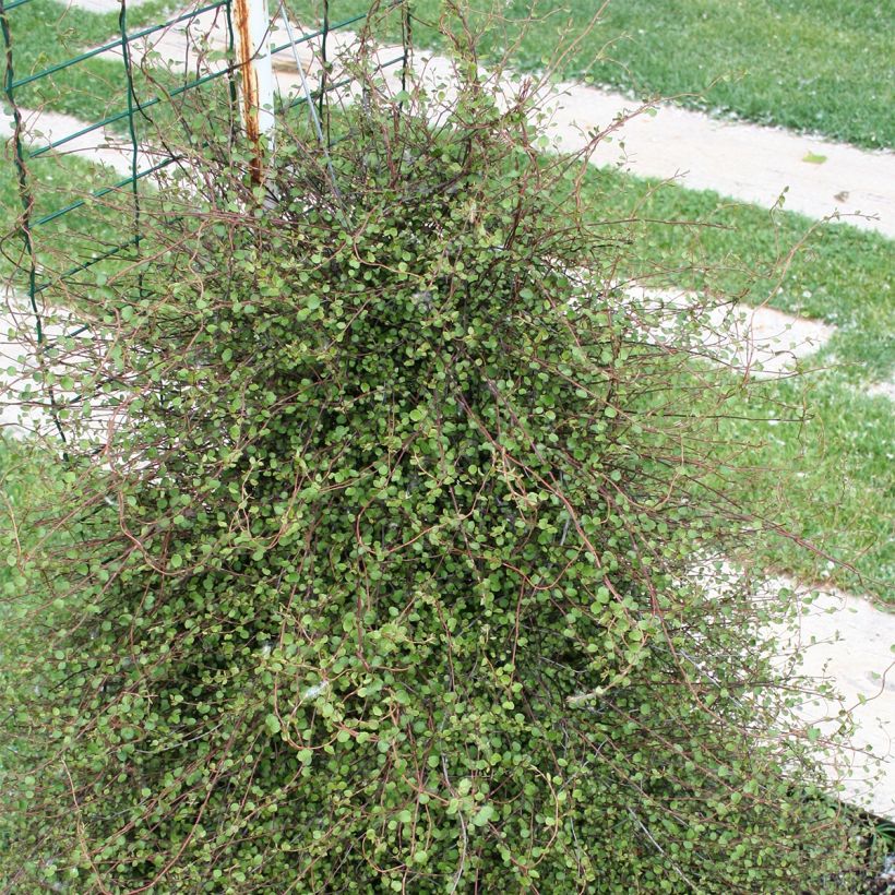 Kietolankaköynnös - Muehlenbeckia complexa (Kasvutapa)