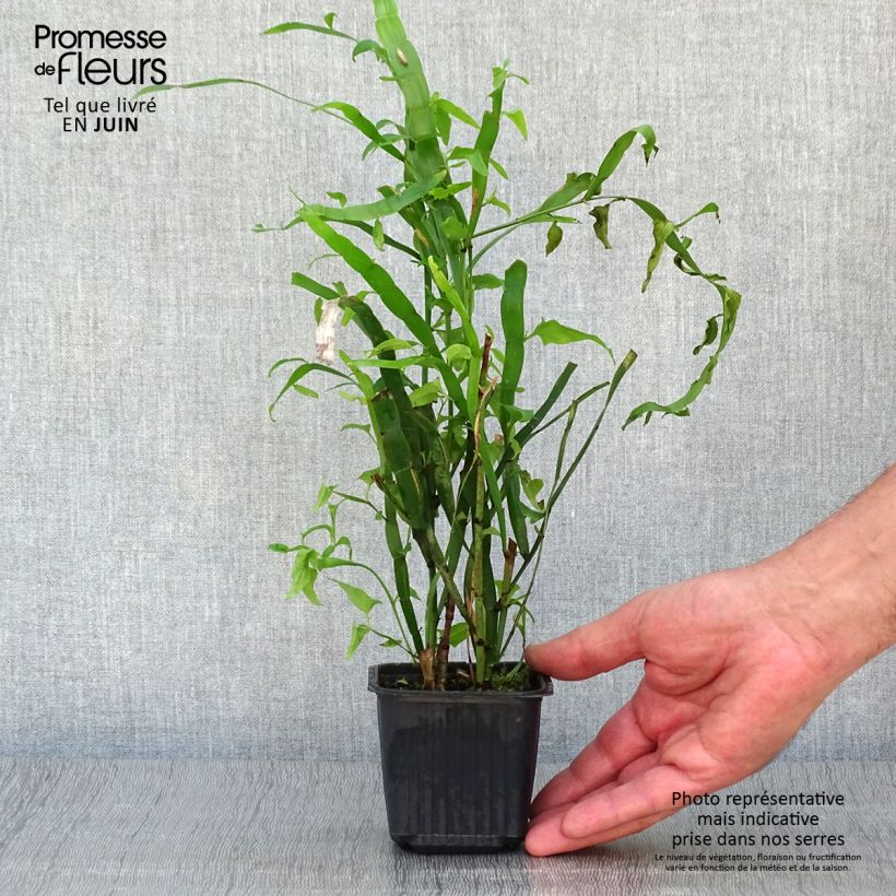 Esimerkki kesällä toimitetusta Muehlenbeckia platyclada - Plante ruban Godet de 8/9 cm-taimesta
