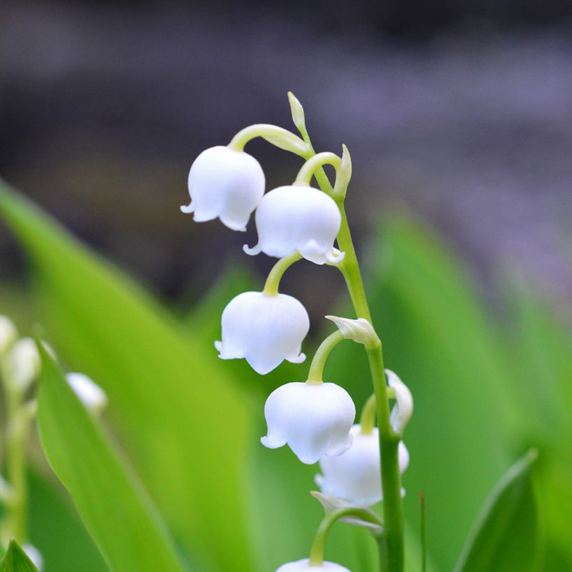Kielo - Convallaria majalis (Kukinta)