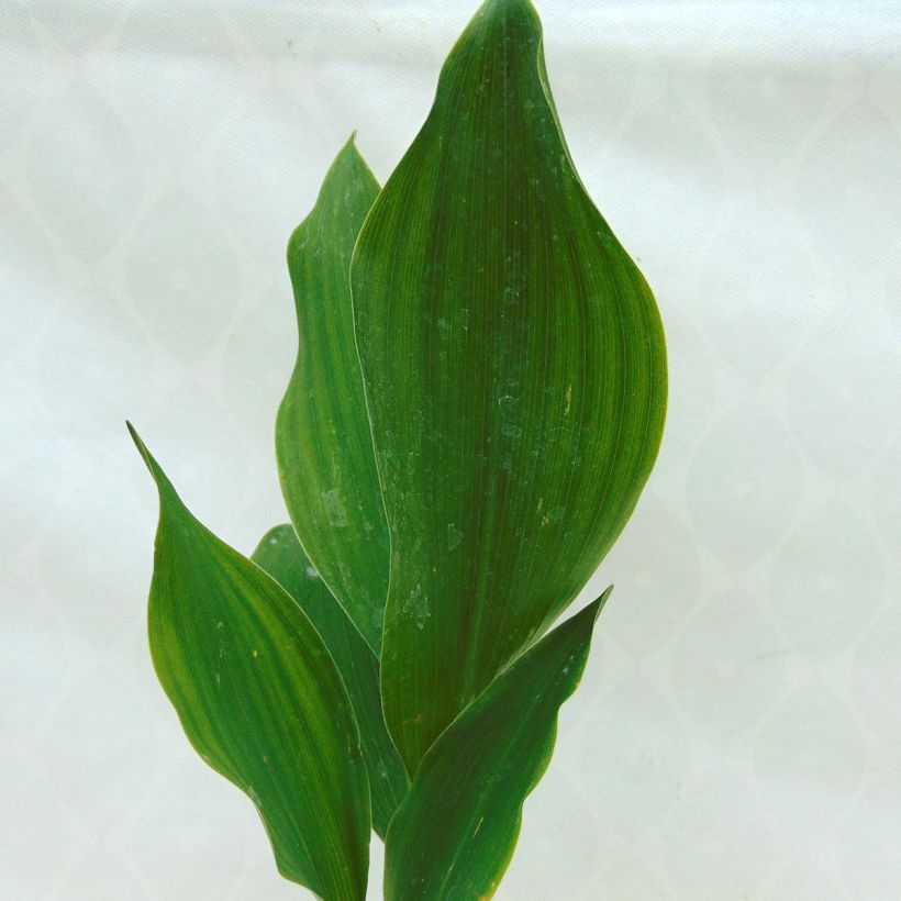 Kielo - Convallaria majalis (Lehvistö)
