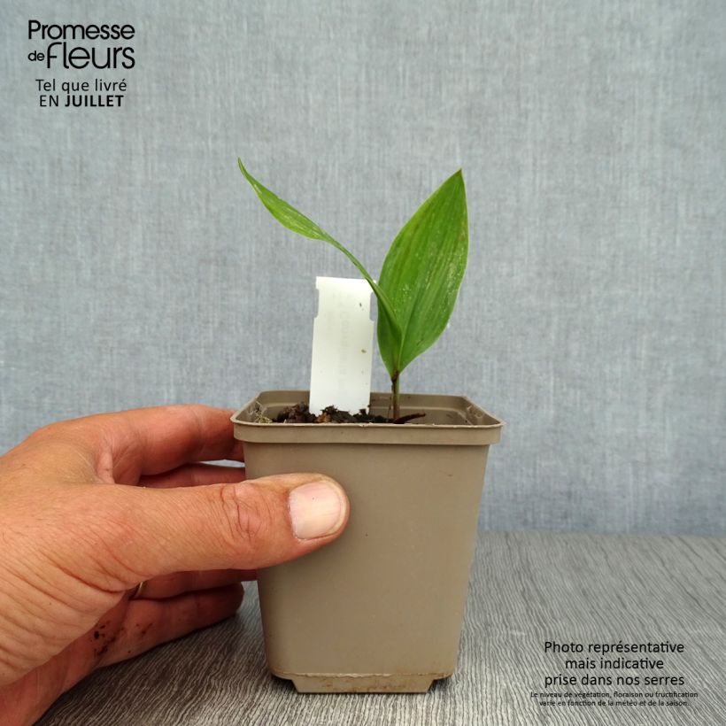 Esimerkki kesällä toimitetusta Kielo - Convallaria majalis Godet de 8/9 cm-taimesta