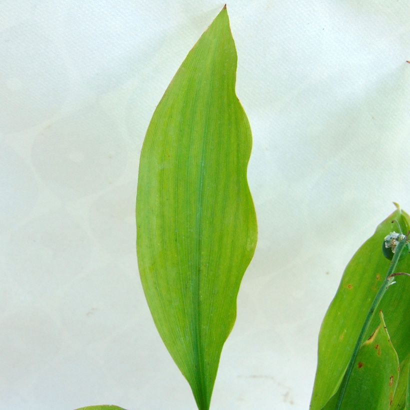 Kielo Rosea (Lehvistö)