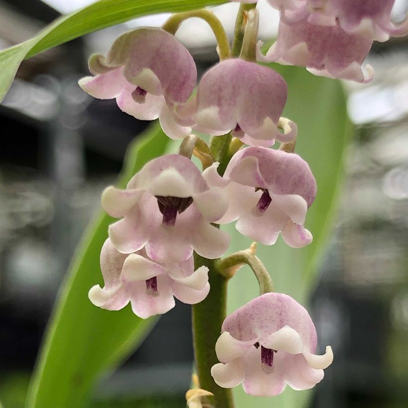 Kielo Rosea (Kukinta)