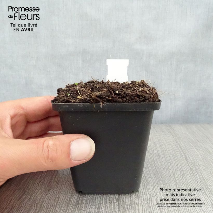 Esimerkki keväällä toimitetusta Kielo Prolificans Godet de 8/9 cm-taimesta