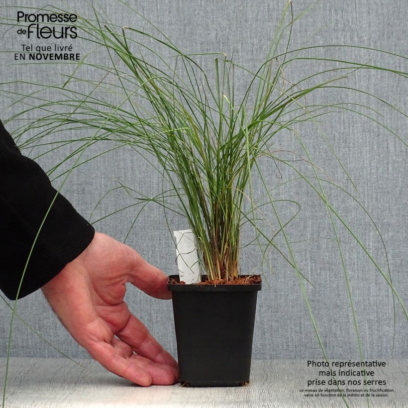 Esimerkki syksyllä toimitetusta Muhlenbergia capillaris 8/9 cm taimiruukku-taimesta