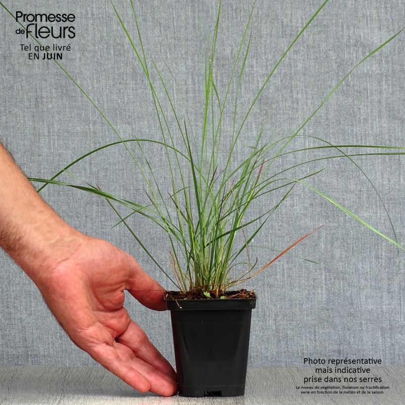 Esimerkki kesällä toimitetusta Muhlenbergia capillaris Godet de 8/9 cm-taimesta